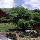 창원 인곡리 모과나무 이미지