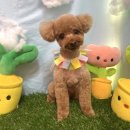 또또살롱 이미지