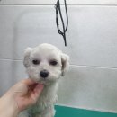 매화2길 이미지