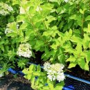 윙키핑키 이미지