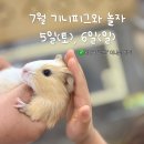 잼또