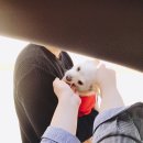 마뜨료쉬카 이미지