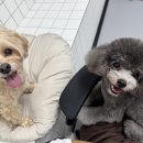리츠펫 강남세곡점 네이버블로그