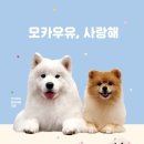 모카애견 이미지