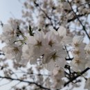 삼회리파라다이스 네이버블로그