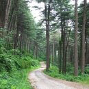 잣향기푸른숲 유아숲체험원 이미지