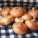 로뎀 농장 이미지