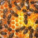프로폴리스의 효능 [꿀벌이 만든 천연 항생제] 이미지