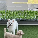 새솔동 골목댕장 | 안산애견유치원 새솔동 골목댕장 애견유치원&amp;호텔에서 신나게 뛰어놀다가 온 후기!