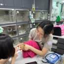 동백동물병원 | 용인동백동물병원, 고양이눈영양제 종류만큼이나 중요한 제대로 된 관리법