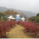 소고배 이미지