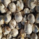 초일농장 이미지