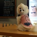 에스엘 독 이미지