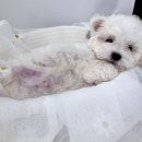 향남펫살롱 이미지