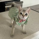 연대 | 보리 입양_동물자유연대 입양 후기