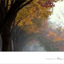 인천대공원의 가을풍경 이미지