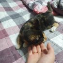 김성록동물병원 이미지