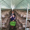 표장농장 | 생표고버섯 직거래 농장 표순이 표고버섯