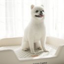 리에또 이미지