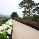 제1회 공주 유구색동수국정원 꽃축제 이미지