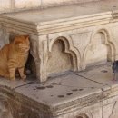 이쁜냥이 이미지