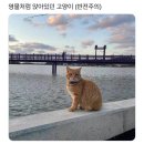 영물처럼 앉아있던 고양이 이미지