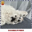 일보시개 24시 애견호텔&애견유치원 이미지