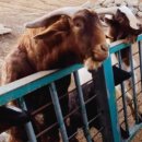 아로목장 이미지