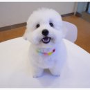 강아지 미용 이미지