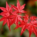 아름다운 꿈 이미지