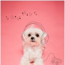 헬로우 독 이미지