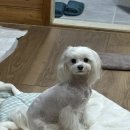 퍼니멍멍 장미애견펜션 이미지