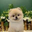 그루밍 아뜰리에 이미지