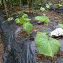 주일농장 이미지