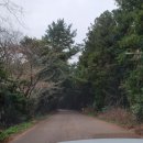 파란마을영농조합법인 사슴목장 | 제주도 이색 여행지 동백꽃이 가득 핀 제주 청초밭!