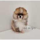 뭉치켄넬 이미지