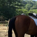 아라뱃길 승마클럽 이미지