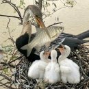 Anhinga Bird: 130 Days From Egg to Survivor | Hunts Like a Snake 이미지