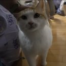 고양이 별 이미지