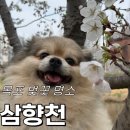 삼향천5 | [벚꽃명소] 목포 강아지와 산책하기 좋은 벚꽃명소 삼향천