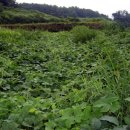 동아농장 이미지