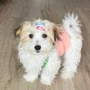 하바네즈 코리아 이미지