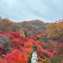 마그내다리승강장 | 서울근교 곤지암 단풍 화담숲 11/8 방문 후기 | 예약, 지각, 셔틀버스, 모노레일 꿀팁