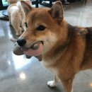 털복숭이친구들 이미지