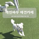 이케이에너지(주)평택 | 평택 안중 레인바우 애견카페 솔직후기｜강아지 뛰어놀기 좋은 곳