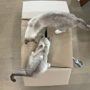 미송타워 | 고양이 취향 저격 해먹, 플라잉포포 우주선 투명해먹