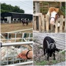 다인원염소목장 | [경기도 양주 에어비앤비] 마리조아 펜션/ 승마목장 - 추천 추천!