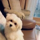 애완동물 소품(옷)만들기 이미지