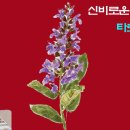 신비한 타로의 세계 이미지