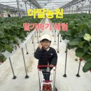 아딸 | [포천]정말 맛있는 딸기 따기 체험 겨울 필수 아딸농원 체험후기 무조건 추천!! 분양정보